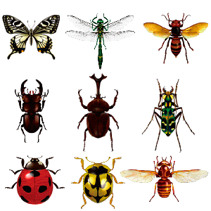 昆虫のデザイン